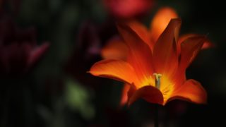 暗闇に浮かび上がるオレンジの花