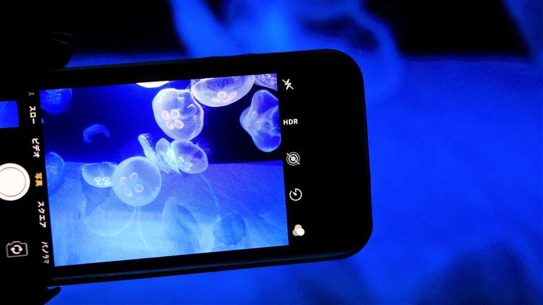 携帯電話でクラゲを撮影