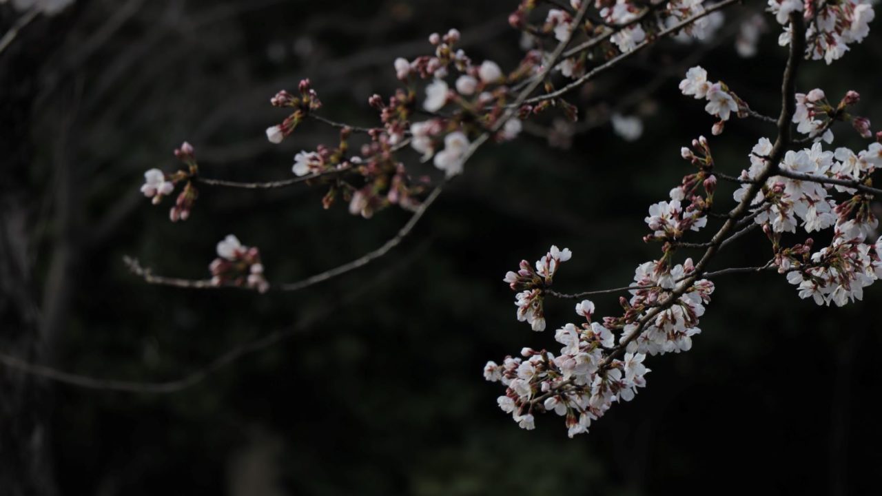 暗い背景に桜が浮かび上がる