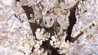 漆黒の幹に咲く桜