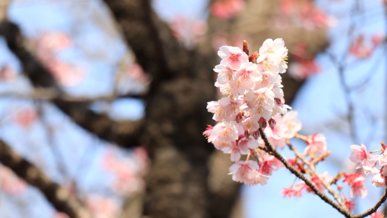幹の手前の桜の花