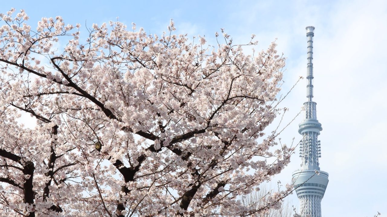 桜の木の奥に見えるスカイツリー