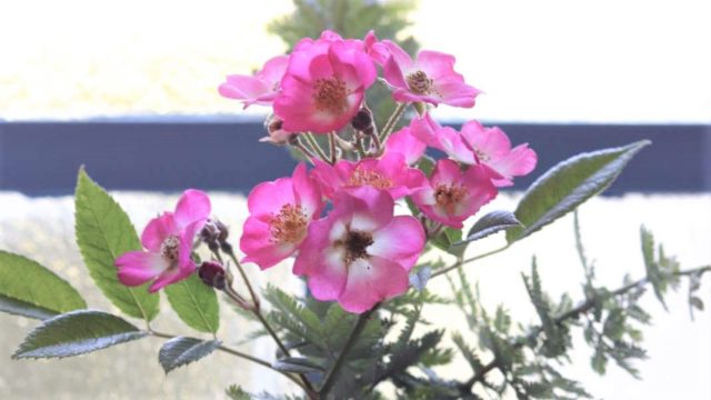 窓辺に飾られたピンクの花