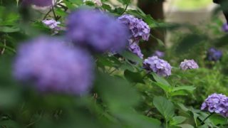 紫のアジサイが咲き乱れている